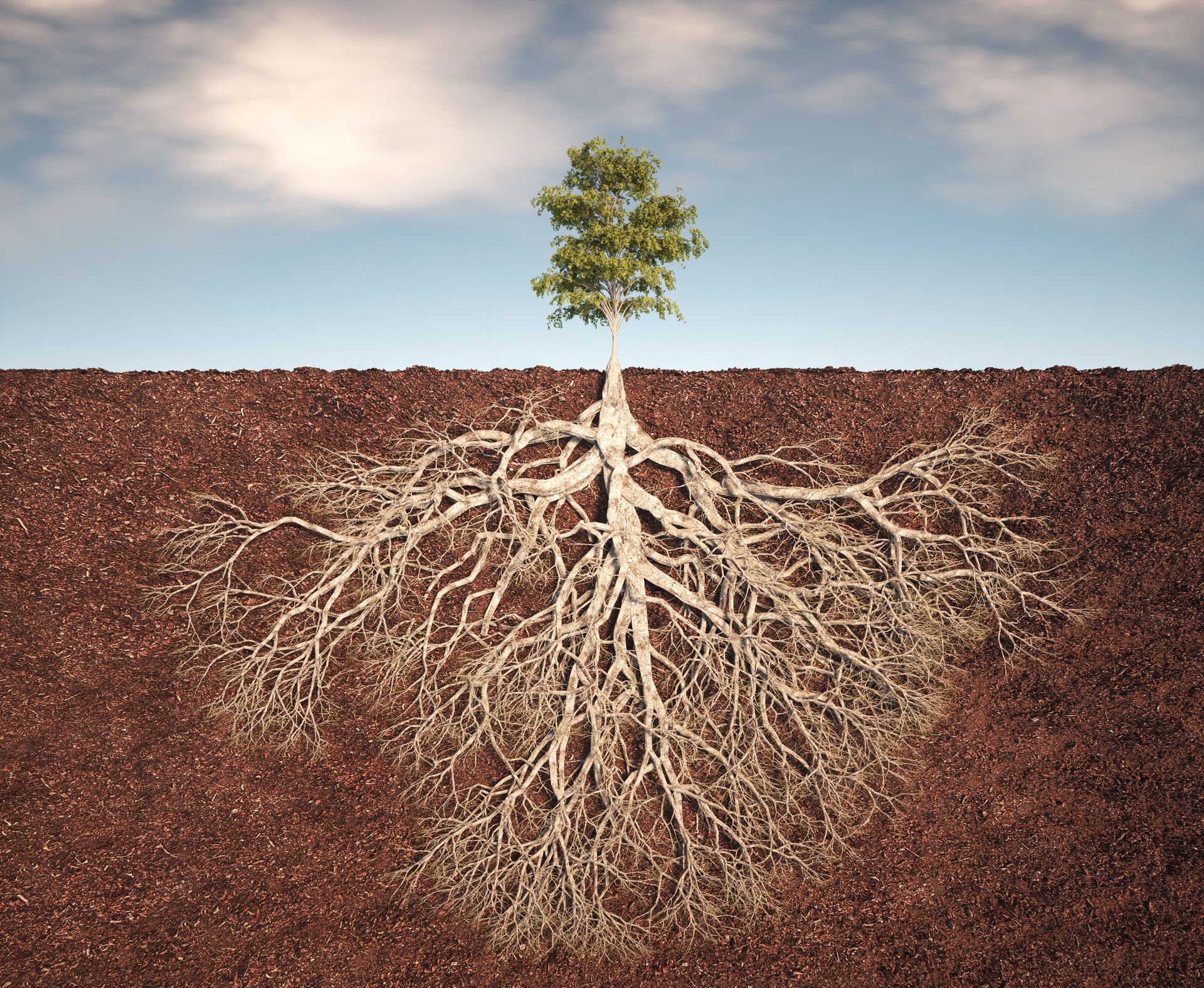 A vibrant tree stands tall above the ground,